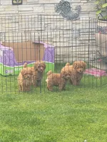 Tickle me, Poodle, a female Poodle - Toy  for sale in Bakersfield, CA – Photo 2 of 10
