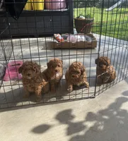 Tickle me, Poodle, a female Poodle - Toy  for sale in Bakersfield, CA – Photo 6 of 10