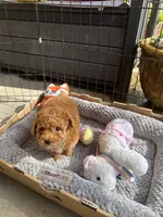 Tickle me, Poodle, a female Poodle - Toy  for sale in Bakersfield, CA – Photo 8 of 10