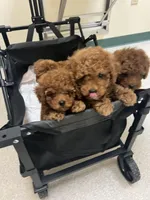 Princess, a female Poodle - Toy  for sale in Bakersfield, CA – Photo 1 of 10