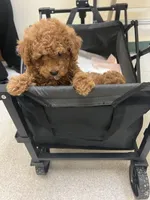 Princess, a female Poodle - Toy  for sale in Bakersfield, CA – Photo 2 of 10