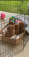 Princess, a female Poodle - Toy  for sale in Bakersfield, CA – Photo 6 of 10
