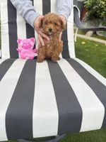 Princess, a female Poodle - Toy  for sale in Bakersfield, CA – Photo 8 of 10