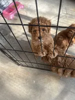 Princess, a female Poodle - Toy  for sale in Bakersfield, CA – Photo 5 of 10