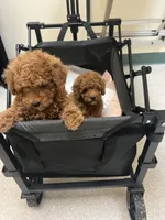 Princess, a female Poodle - Toy  for sale in Bakersfield, CA – Photo 3 of 10