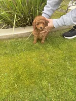 AKC male, a male Poodle - Toy  for sale in Bakersfield, CA – Photo 7 of 10