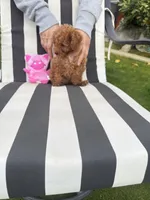 AKC male, a male Poodle - Toy  for sale in Bakersfield, CA – Photo 4 of 10