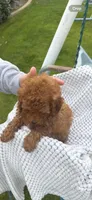 AKC male, a male Poodle - Toy  for sale in Bakersfield, CA – Photo 8 of 10
