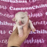 Chloe SC, a female Chihuahua for sale in Spiro, OK – 4 of 10