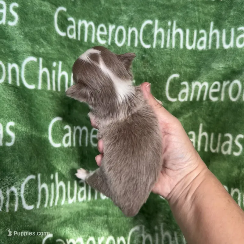 Thumper Micro Long Coat Lavender  – Chihuahua puppy for sale in Spiro, OK