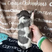 Blue long coat , a male Chihuahua for sale in Spiro, OK – 8 of 10