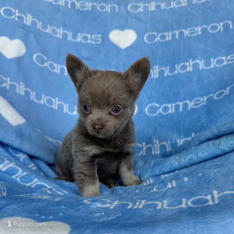 Barley Long Coat Lavender – Chihuahua puppy for sale in Spiro, OK