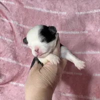EllieMay Long Coat, a female Chihuahua for sale in Spiro, OK – 10 of 10