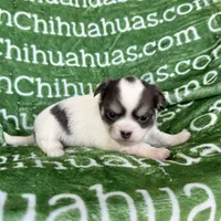 Bliss Blue Long Coat AKC ACA, a female Chihuahua for sale in Spiro, OK – 4 of 9