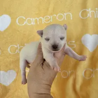 Polar SC White, a male Chihuahua for sale in Spiro, OK – 7 of 9