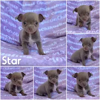 Star Lavender Short Coat, a female Chihuahua for sale in Spiro, OK – 6 of 10