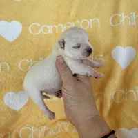 Polar SC White, a male Chihuahua for sale in Spiro, OK – 4 of 9