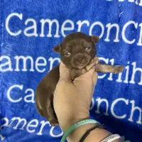 Rolo Long Coat, a male Chihuahua for sale in Spiro, OK – 6 of 10