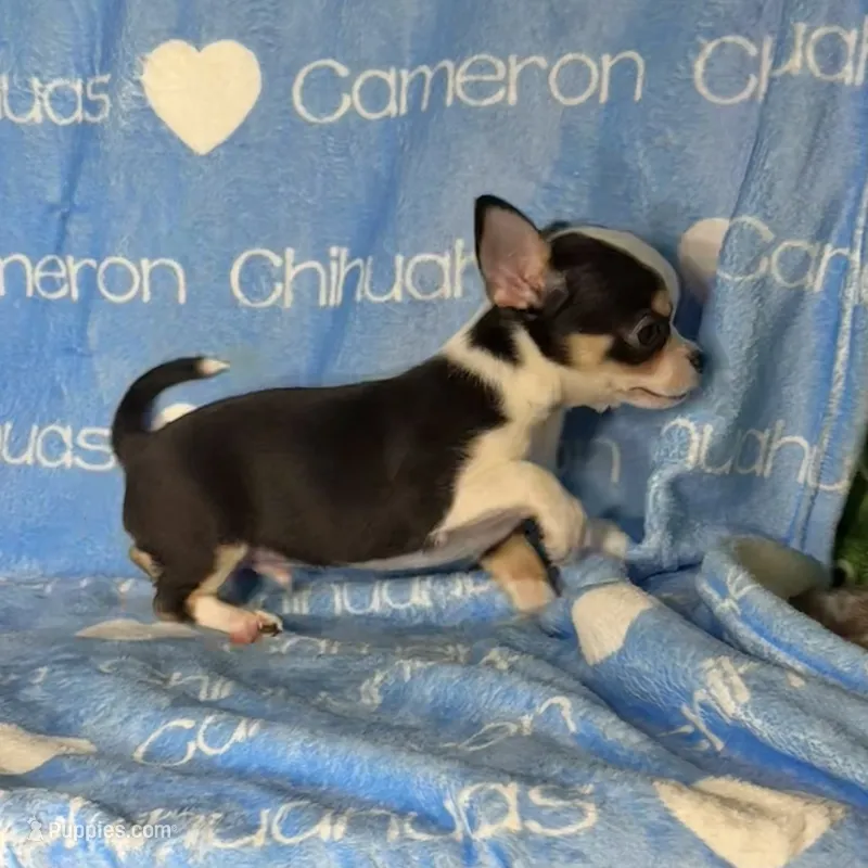 Jethro Short Coat – Chihuahua puppy for sale in Spiro, OK