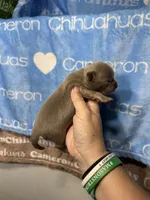 Barley Long Coat Lavender, a male Chihuahua for sale in Spiro, OK – 9 of 10