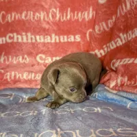Cannoli Short Coat Lavender, a male Chihuahua for sale in Spiro, OK – 6 of 6