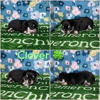 Clover Short Coat, a female Chihuahua for sale in Spiro, OK – Photo 8 of 8