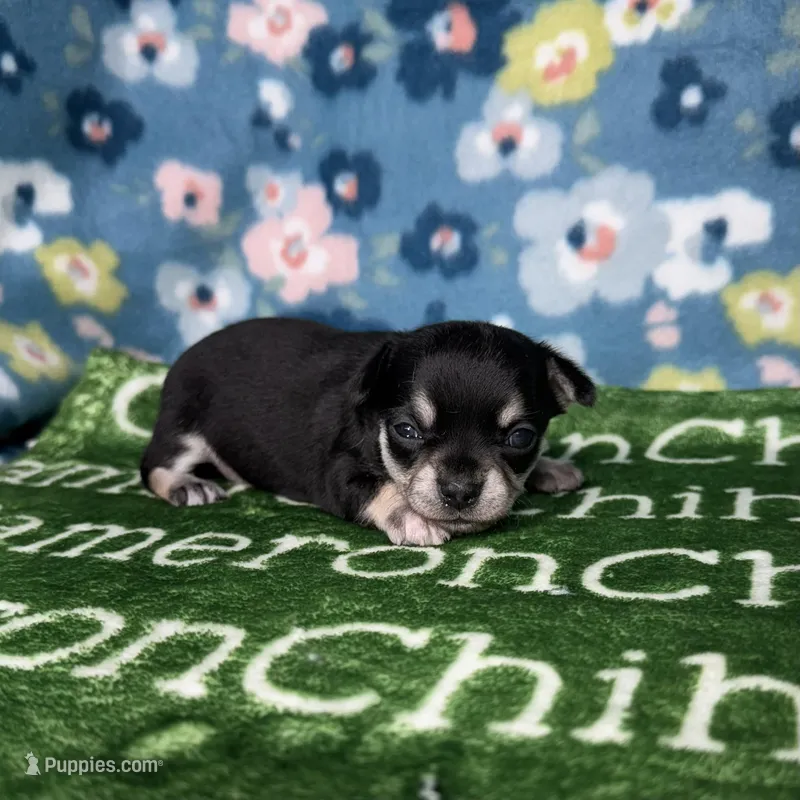 Clover SC, a female Chihuahua for sale in Spiro, OK – Photo 1 of 5
