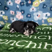 Clover SC, a female Chihuahua for sale in Spiro, OK – Photo 1 of 5