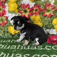 Clover Short Coat, a female Chihuahua for sale in Spiro, OK – Photo 7 of 8