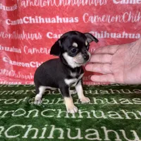 Clover Short Coat, a female Chihuahua for sale in Spiro, OK – Photo 4 of 8