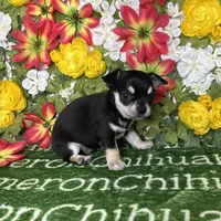 Clover Short Coat, a female Chihuahua for sale in Spiro, OK – Photo 6 of 8