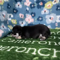 Clover SC, a female Chihuahua for sale in Spiro, OK – Photo 3 of 5