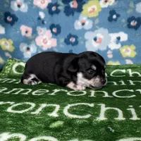 Clover SC, a female Chihuahua for sale in Spiro, OK – Photo 2 of 5