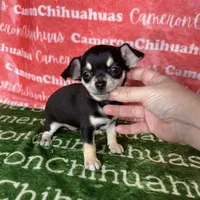 Clover Short Coat, a female Chihuahua for sale in Spiro, OK – Photo 3 of 8