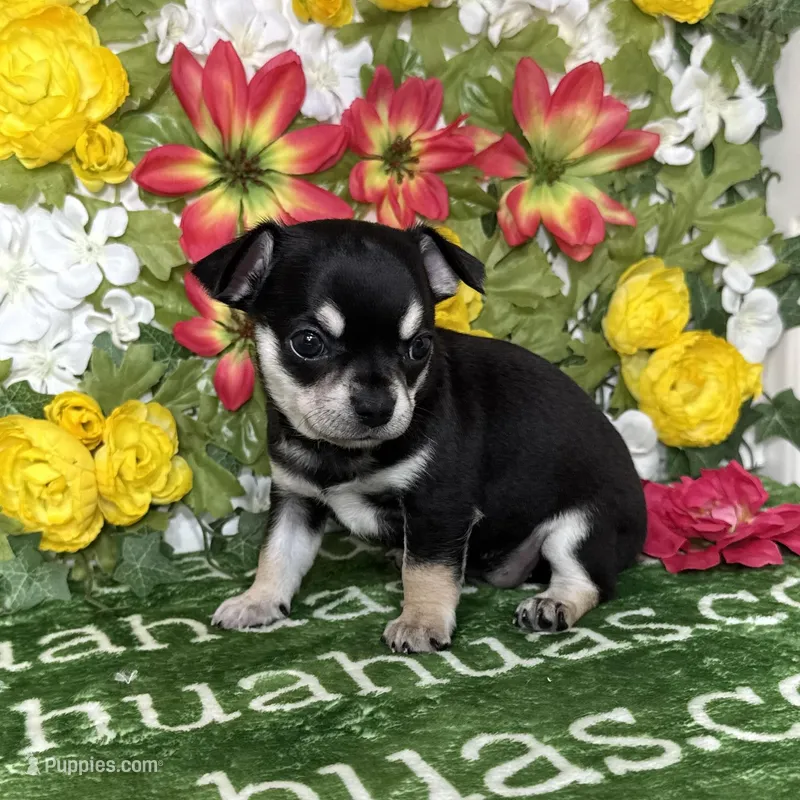 Clover SC – Chihuahua puppy for sale in Spiro, OK