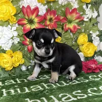 Clover Short Coat, a female Chihuahua for sale in Spiro, OK – Photo 5 of 8