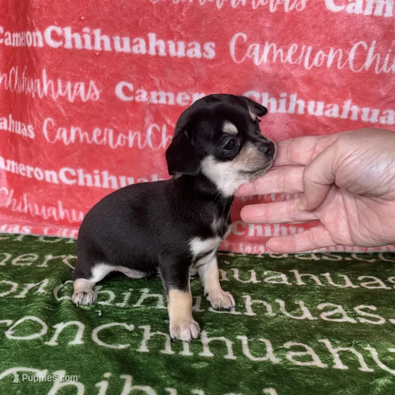 Clover Short Coat – Chihuahua puppy for sale in Spiro, OK