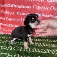 Clover Short Coat, a female Chihuahua for sale in Spiro, OK – Photo 1 of 8