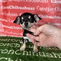 Clover Short Coat, a female Chihuahua for sale in Spiro, OK – Photo 2 of 8