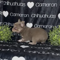 Aspen Long Coat Lavender , a female Chihuahua for sale in Spiro, OK – 4 of 9