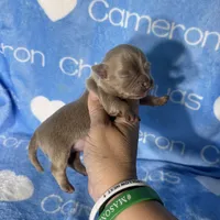 Barley Long Coat Lavender, a male Chihuahua for sale in Spiro, OK – 3 of 10