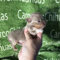 Spud LC Micro Tiny Lavender, a male Chihuahua for sale in Spiro, OK – 4 of 10