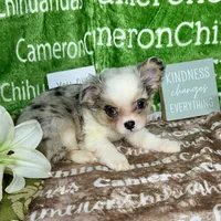 Drysdale Flashy Merle, a male Chihuahua for sale in Spiro, OK – 3 of 10