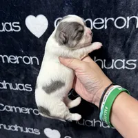 Bliss Blue Long Coat AKC ACA, a female Chihuahua for sale in Spiro, OK – 1 of 10