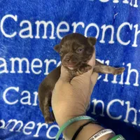 Rolo Long Coat, a male Chihuahua for sale in Spiro, OK – 8 of 10
