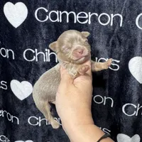 Tofu Lavender LC, a male Chihuahua for sale in Spiro, OK – 8 of 10