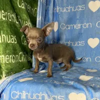 Freedom Lavender Short Coat, a male Chihuahua for sale in Spiro, OK – 5 of 10