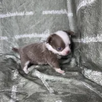 Faline Long Coat Micro , a female Chihuahua for sale in Spiro, OK – 6 of 7