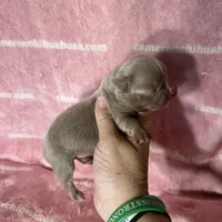 Aspen Long Coat Lavender , a female Chihuahua for sale in Spiro, OK – 10 of 10