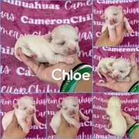 Chloe SC, a female Chihuahua for sale in Spiro, OK – 7 of 10